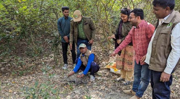 তালতলীতে মেছো বিড়ালে বাচ্চা উদ্ধারের পর অবমুক্ত