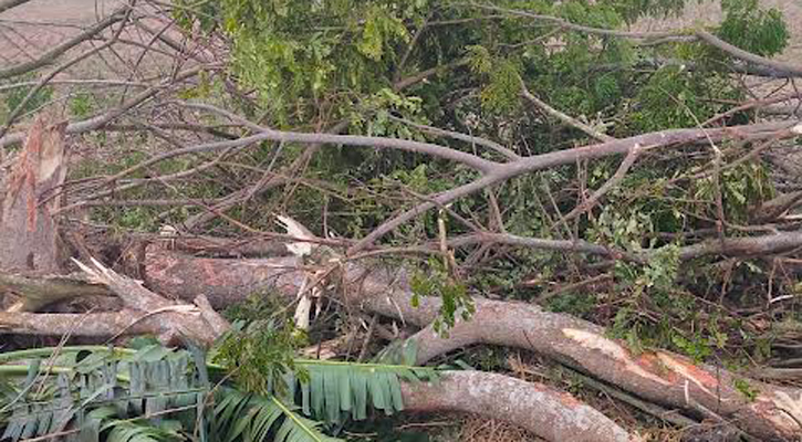 রাজাপুরে ইউপি সদস্যসহ ২ ভাইয়ের বিরুদ্ধে গাছ নিধনের অভিযোগ