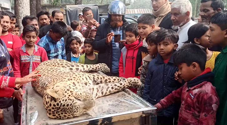 পঞ্চগড়ে চিতা বাঘের আক্রমণে গরুর মৃত্যু, পরে নদীতে মিলল মৃত বাঘ!