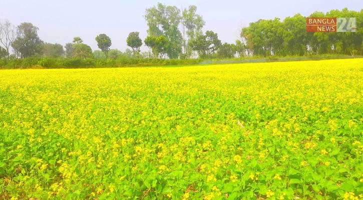 ঝালকাঠিতে সরিষার বাম্পার ফলন, কৃষকের মুখে হাসি