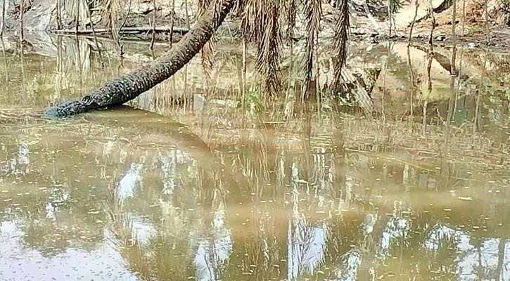 লোহাগড়ায় ডোবায় মিলল বৃদ্ধের মরদেহ