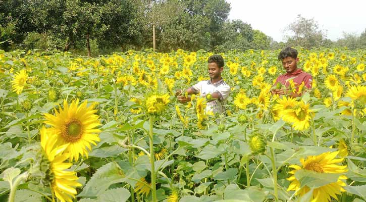 বাণিজ্যিকভাবে সূর্যমুখী চাষে সফল ত্রিশালের দুই শিক্ষার্থী