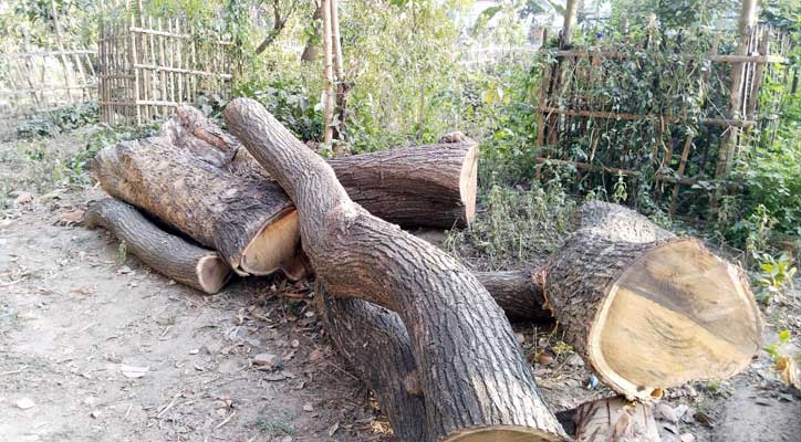 সরকারি গাছ কাটার অভিযোগ ইউপি চেয়ারম্যানের বিরুদ্ধে