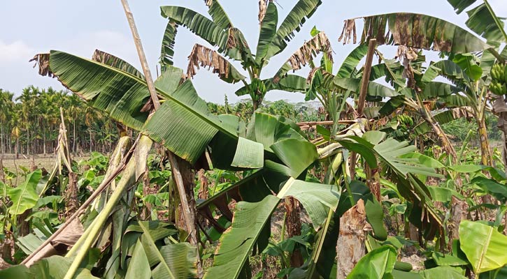 ইন্দুরকানীতে ১৭৬ কলাগাছ কেটে দিল দুর্বৃত্তরা