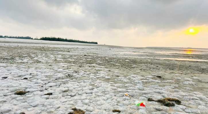 এবারও কুয়াকাটা সৈকতে আসছে মৃত জেলিফিশ