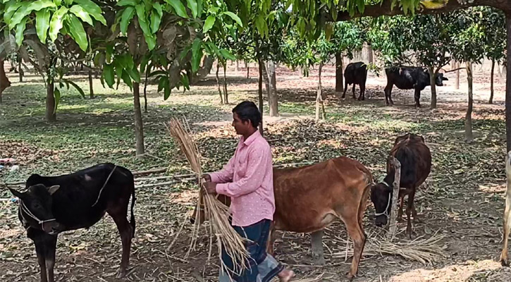 দুই মাসে মরল ৫০ গরু, আতঙ্কে দুই গ্রামের মানুষ 