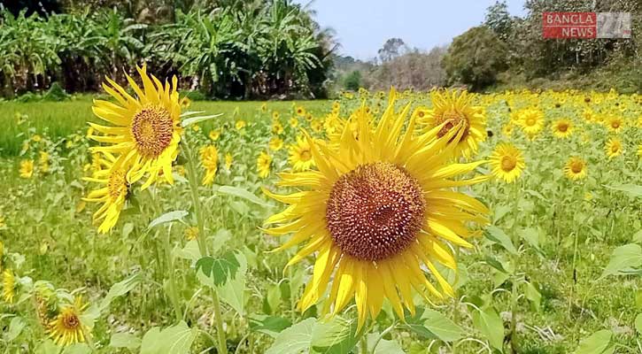 পাহাড়ে সূর্যমুখী চাষে আগ্রহ বাড়ছে কৃষকদের