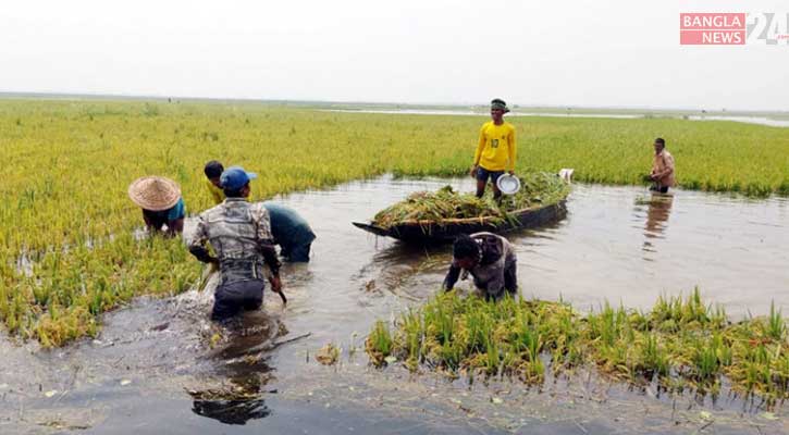 হাওরে ফসলের সঙ্গে ডুবেছে কৃষকের ঈদ আনন্দ