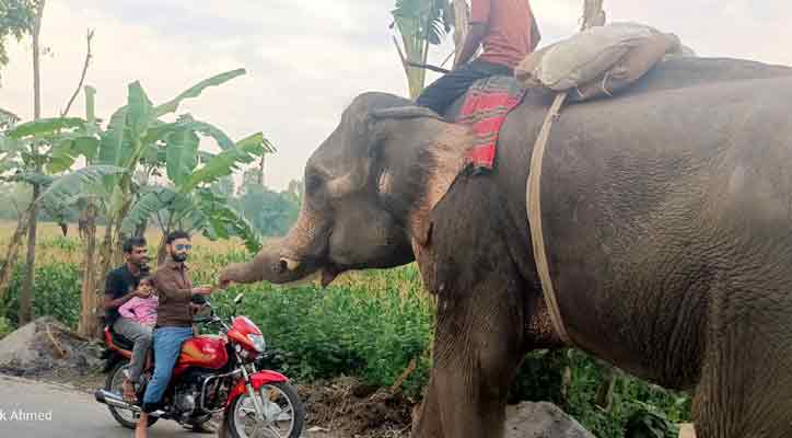 হাতি দিয়ে জোরপূর্বক চাঁদাবাজি, দুই মাহুতের জেল