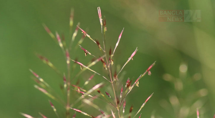 ঘাসের বিচিত্র ফুল ‘চোরকাঁটা’