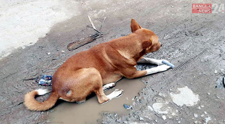 কুকুর সম্পর্কে ইসলামের নির্দেশনা