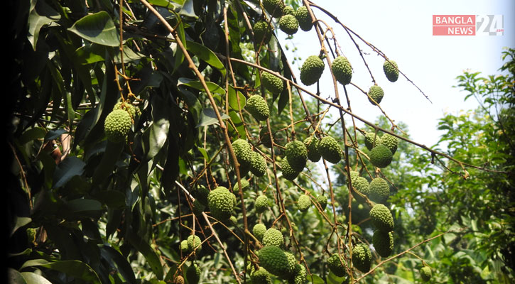 মাগুরায় তীব্র তাপদাহে ঝরে পড়ছে লিচুর গুটি 