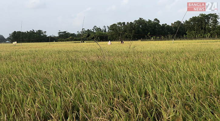 ফেনীতে বোরোর বাম্পার ফলন, ছাড়াবে উৎপাদন লক্ষ্যমাত্রা