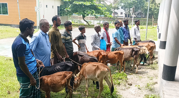 মতলব উত্তরে নিবন্ধিত জেলেদের মধ্যে বকনা বাছুর বিতরণ