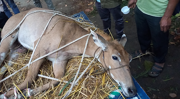 কাঁটাতার পেরিয়ে এলো নীলগাই, পরে উদ্ধার