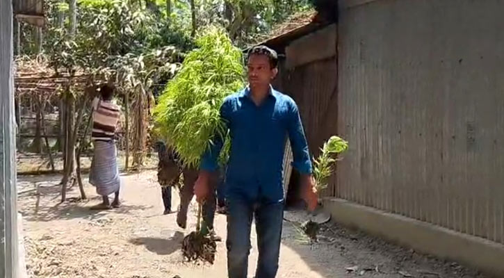 জামালপুরে ধানের আড়ালে গাঁজা চাষ, যুবক আটক