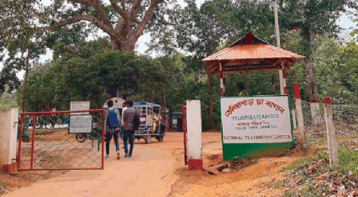চা বাগানে মাদকের ‘হাট’