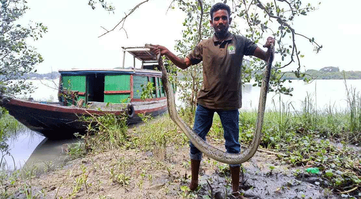 শরণখোলায় অজগর উদ্ধার, সুন্দরবনে অবমুক্ত