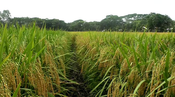 নতুন জাতের ধান ব্রি-১০৭, ভাতে মিলবে প্রয়োজনীয় প্রোটিন