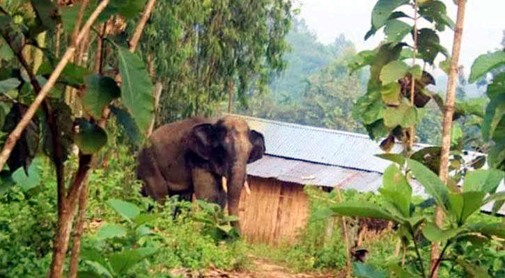 চকরিয়ায় হাতির আক্রমণে প্রাণ গেল গৃহবধূর