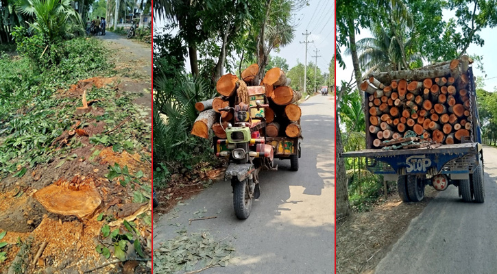 সরকারি গাছ কেটে বিক্রি, চেয়ারম্যানসহ ১৩ জনের নামে মামলা