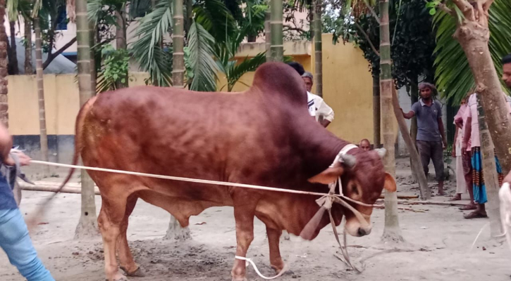 ঈদে নজর কাড়বে সৈয়দপুরের নাদুস-নুদুস চেহারার ‘মন্টি’