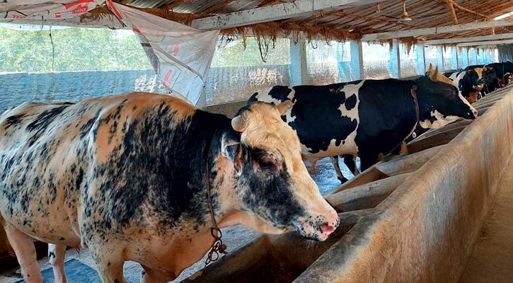 খুলনায় কোরবানির পশু চাহিদার চেয়ে পৌনে ৪ লাখ বেশি
