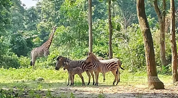 গাজীপুরে সাফারি পার্কের কোর সাফারি ২ জুন পর্যন্ত বন্ধ