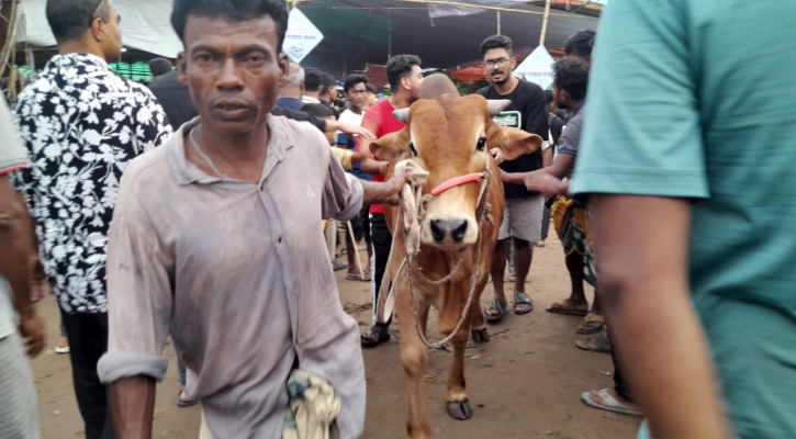 কোরবানির হাটে ব্যস্ততা: রোদ-বৃষ্টি উপেক্ষা করে ক্রেতা-বিক্রেতার ভিড়