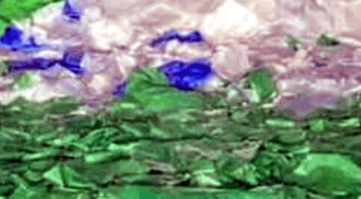 কাপাসিয়ায় নিষিদ্ধ পলিথিন কারখানা সিলগালা, মালিকের কারাদণ্ড