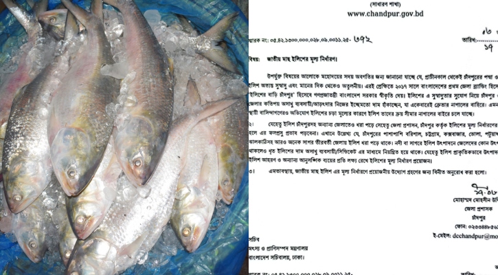 চাঁদপুরে সিন্ডিকেটে ইলিশ, মূল্য নির্ধারণ চায় প্রশাসন