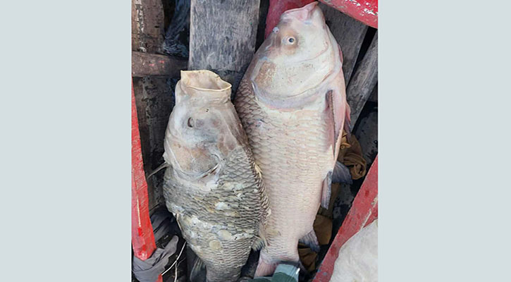 হালদায় মিলল ২ মরা কাতলা মাছ