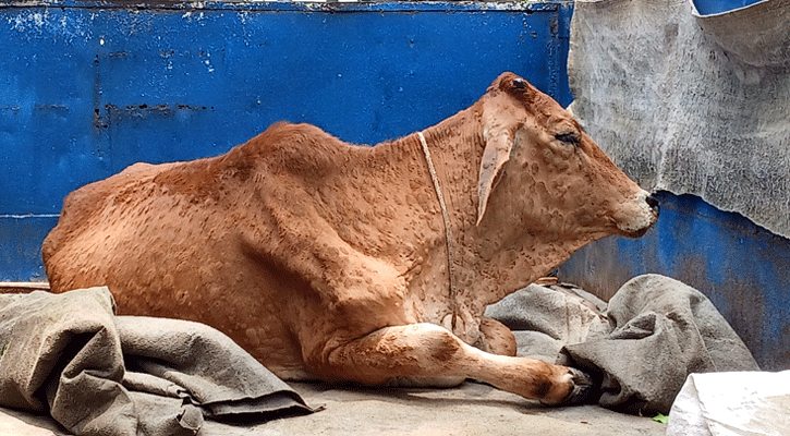 কুড়িগ্রামে গরুর লাম্পি স্কিনে দিশেহারা খামারিরা