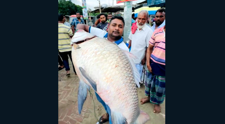 পদ্মার এক কাতলের দাম ৩৯ হাজার টাকা!