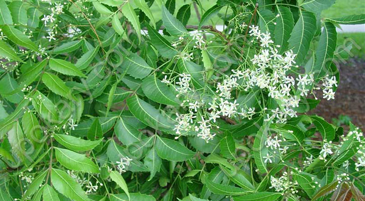 নিমপাতায় ত্বক-চুলের যত্ন