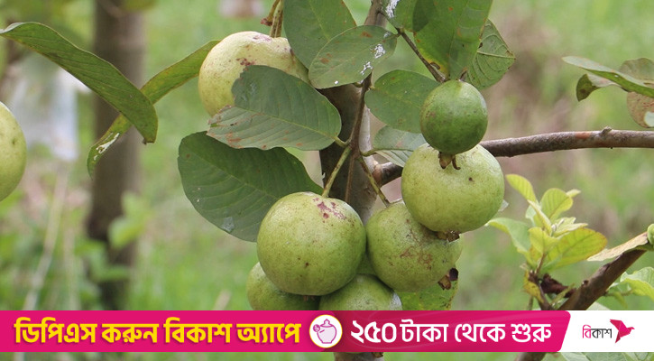 ফেনীতে বেড়েছে পেয়ারার বাণিজ্যিক আবাদ