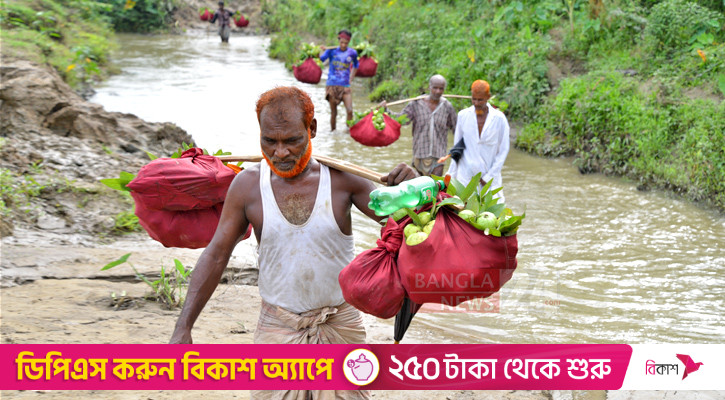 উৎপাদন কমছে কাঞ্চন পেয়ারার