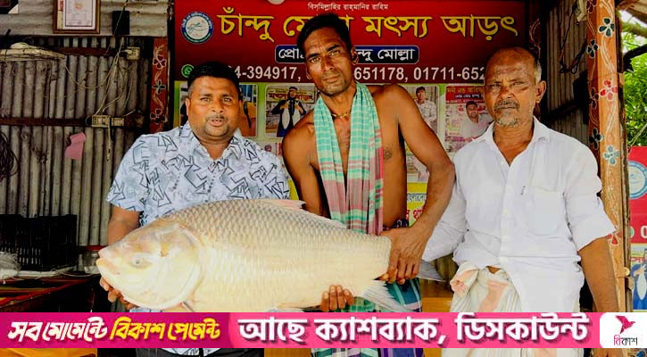 পদ্মায় ধরা পড়ল সাড়ে ১৯ কেজির কাতল