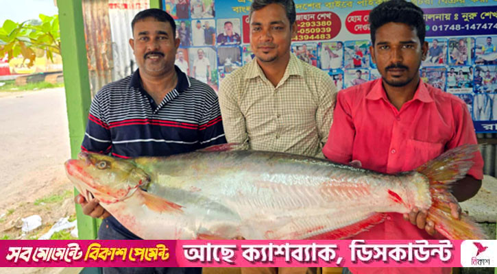 দৌলতদিয়ায় সাড়ে ২২ কেজির ঢাই মাছ বিক্রি হলো ১ লাখ ৪ হাজার টাকায়
