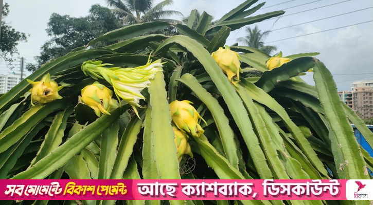 হলুদ ড্রাগনের জাত গবেষণায় সফলতা