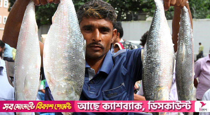পদ্মার ইলিশ, দুই বাংলার সম্পর্কের সেতুবন্ধন