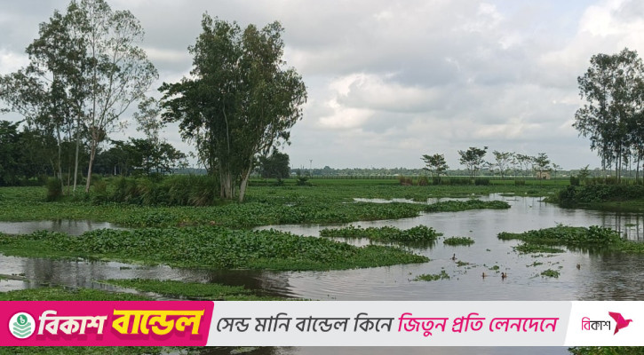 ঘাস কাটতে গিয়ে বিএসএফের হাতে বাংলাদেশি যুবক আটক