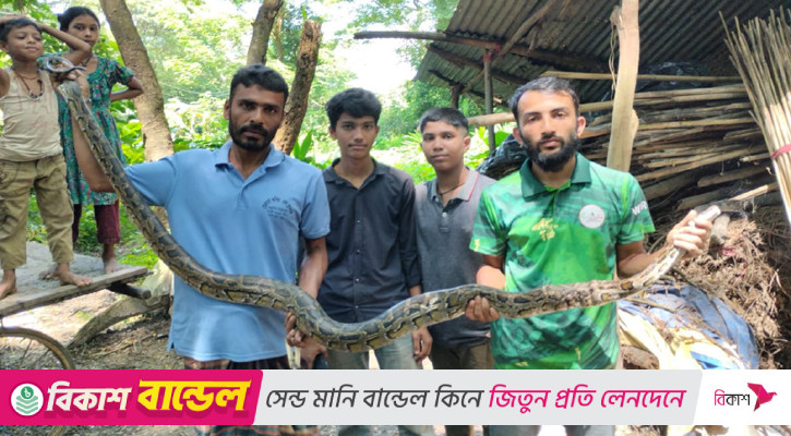 বোয়ালখালীতে ৮ ফুট লম্বা অজগর উদ্ধার