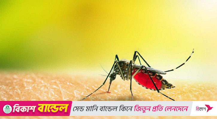 গত ২৪ ঘণ্টায় ডেঙ্গু আক্রান্ত হয়ে কারো মৃত্যু হয়নি