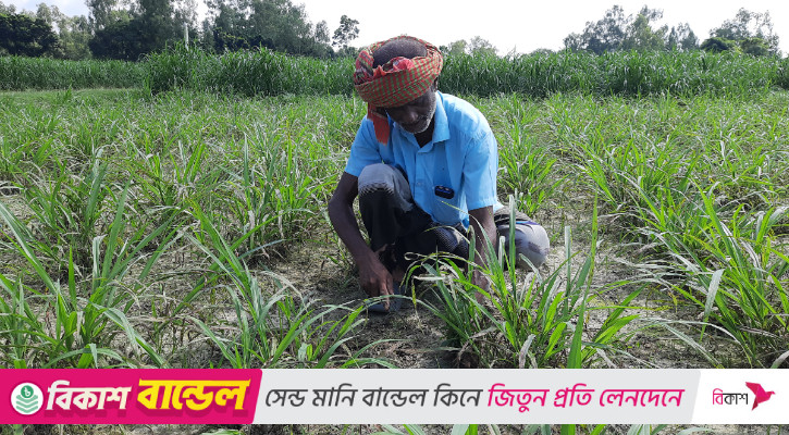 ঘাস লাগিয়ে কোটিপতি গফুরের পথে হেঁটে লাখোপতি আরও ২০০ চাষি