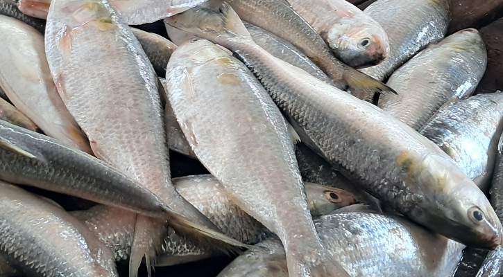 নিষেধাজ্ঞার আগে বাজারে ইলিশের দাম লাগামহীন