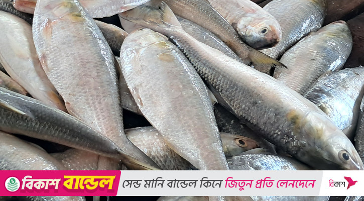 নিষেধাজ্ঞার আগে বাজারে ইলিশের দাম লাগামহীন