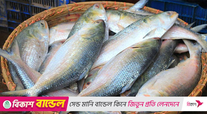 ইলিশের দাম ভোক্তার নাগালে আনতে ১৩ সুপারিশ