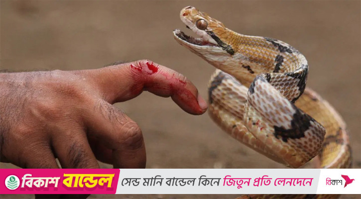 সাপের কামড়ে শিশুর মৃত্যু