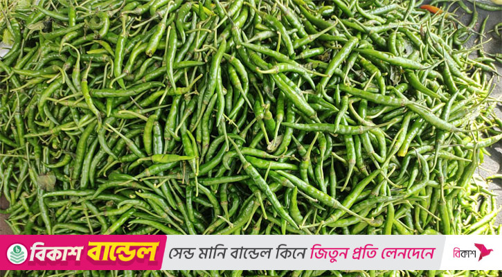 বৃষ্টি ও আমদানি বন্ধ থাকায় কাঁচা মরিচের কেজি ৪৫০ টাকা